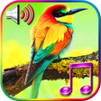Programikonen: Birds sound ringtones