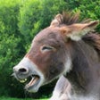 أيقونة البرنامج: Donkey Sounds