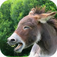 أيقونة البرنامج: Donkey Sounds