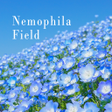 Programikonen: Nemophila Field Theme
