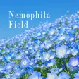 Nemophila Field Theme