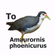 Programikonen: Amaurornis Sound