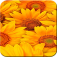 プログラムのアイコン：Sunflower Wallpaper