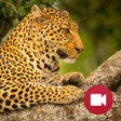 Иконка программы: Wild Animals Documentary