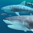 Programikonen: Sharks 3D - Live Wallpape…