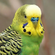 Иконка программы: Parakeet Sounds
