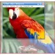 Vina Digital Talking Parrot