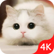 أيقونة البرنامج: Cute Cat Wallpapers HD Ki…