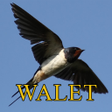 プログラムのアイコン：Suara Pemikat Walet Inap