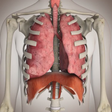 プログラムのアイコン：Human Physiology