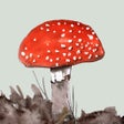 Icoon van programma: Mushrooms  other Fungi UK