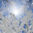 أيقونة البرنامج: Beautiful Frost