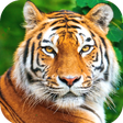 Icon of program: Tiger Wallpaper HD