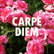 Programikonen: Flower Theme-Carpe Diem-