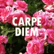 Flower Theme-Carpe Diem-