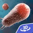 Bacteria 3D