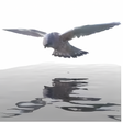 Icoon van programma: Sqirlz Water Reflections