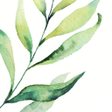 程序图标：Lovely: plants care journ…