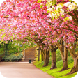 Programikonen: Spring Wallpaper