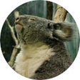 Programikonen: Koala Wallpaper