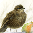 プログラムのアイコン：Vögel am Futterhaus