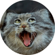 Programikonen: Gatos - WAStickerApps