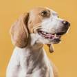 Icoon van programma: Dog Sounds