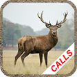 程序图标：Deer hunting calls