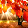 Ikona programu: Autumn Wallpapers