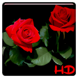 Red Rose APUS Live Wallpaper