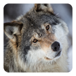 Programikonen: Wolves Live Wallpaper