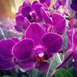 Programikonen: Orchid Flowers HD Wallpap…