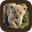 Pictogram van programma: Animal Sounds
