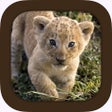 Biểu tượng của chương trình: Animal Sounds