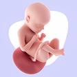 Programikonen: Embarazo por semana  Serm…