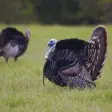 Turkey Hen-Tom Hunting Calls