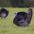 Programın simgesi: Turkey Hen-Tom Hunting Ca…