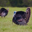 プログラムのアイコン：Turkey Hen-Tom Hunting Ca…