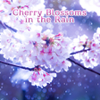 プログラムのアイコン：Cherry Blossoms in the Ra…