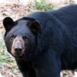 Programikonen: Black Bear Wallpaper