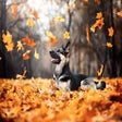 Icon of program: My Fall Animals HD Wallpa…