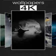 Programikonen: Black Wallpaper and Backg…