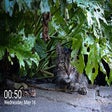 프로그램 아이콘: CutieCats - New tab image…