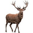 Programın simgesi: Deer