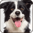 Icon of program: Find a Dog - Hidden Objec…