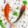 Programikonen: Koi Fish Live Wallpapers …