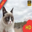 Programikonen: Grumpy Cat HD Wallpapers …