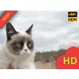 Grumpy Cat HD Wallpapers New Tab