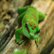 Gecko Lizard HD Wallpapers New Tab Theme