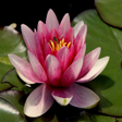 程序图标:AtoZflowersname